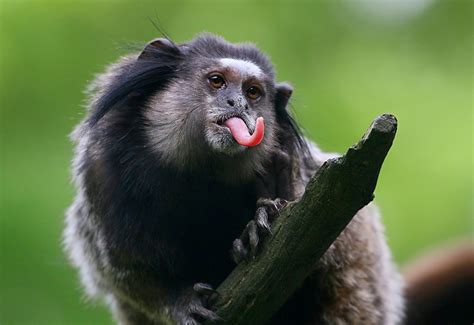 211 Free images of Funny Monkey Find an image of funny monkey to use in your next project. Free funny monkey photos for download. Royalty-free images 1-100 of 211 images Next page / 3 nature animal zoo Find …